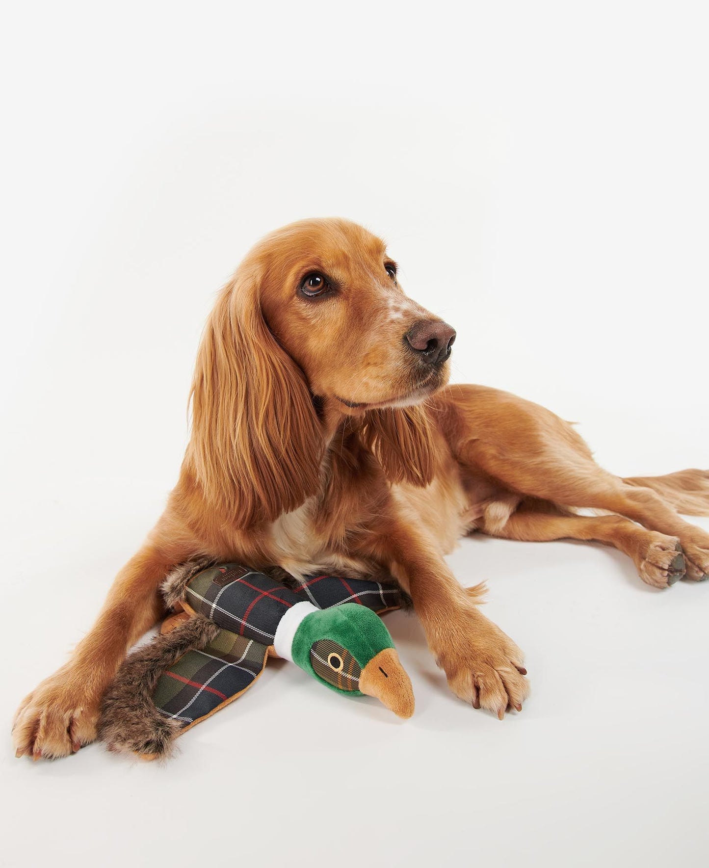 Pheasant Dog Toy